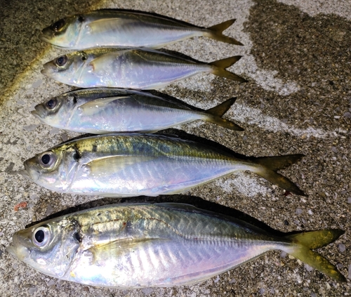 アジの釣果