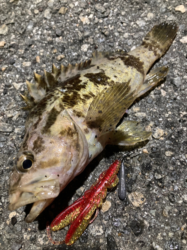 タケノコメバルの釣果