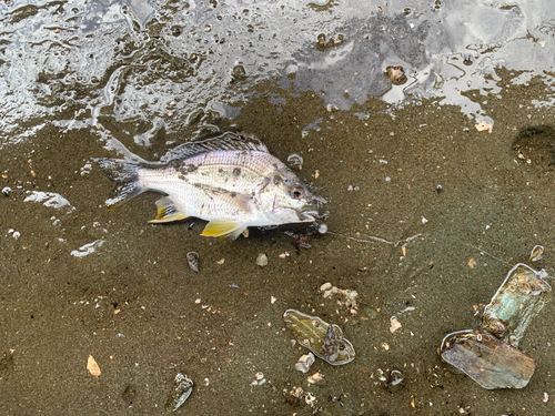 キビレの釣果