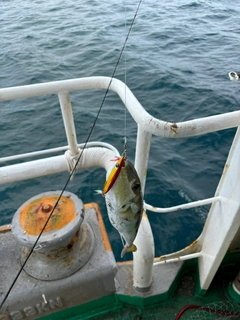 フグの釣果