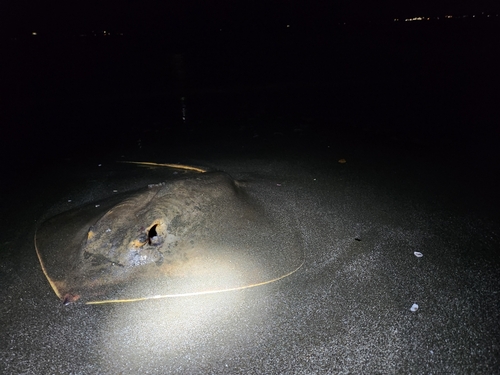 アカエイの釣果