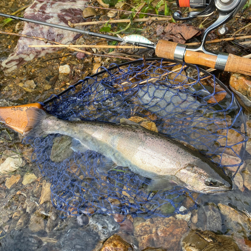 ヤマメの釣果