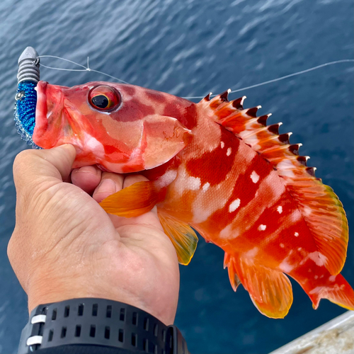 アカハタの釣果