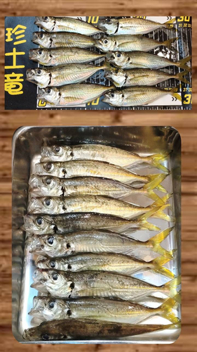 アジの釣果