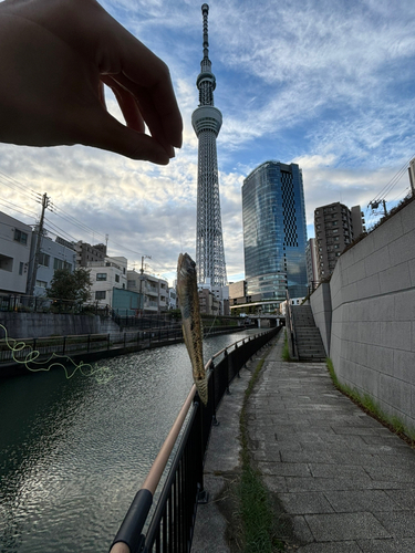 マハゼの釣果