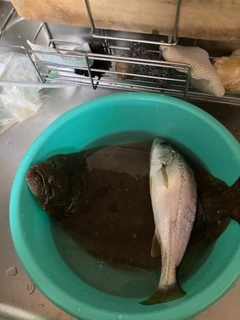 ヒラメの釣果