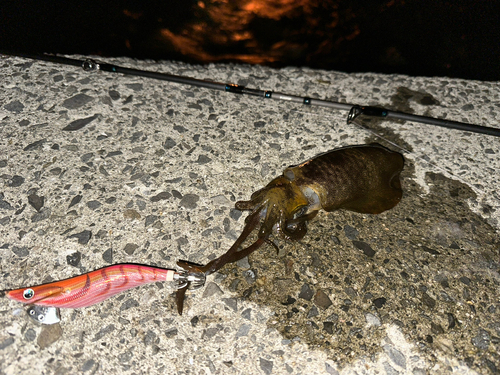 アオリイカの釣果