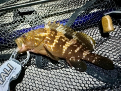 アコウの釣果