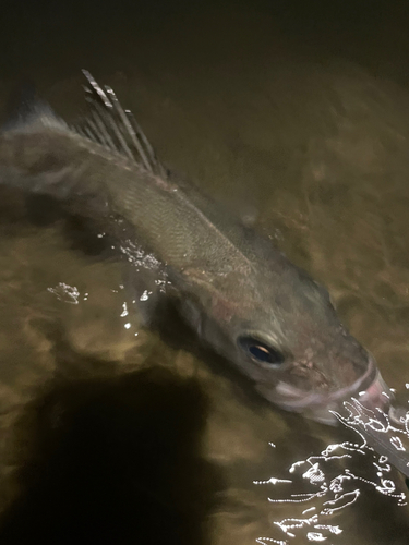 フッコ（マルスズキ）の釣果