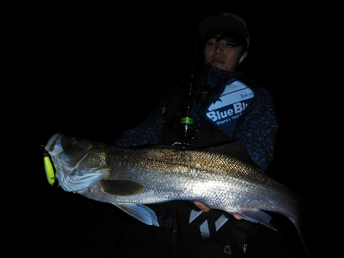 スズキの釣果