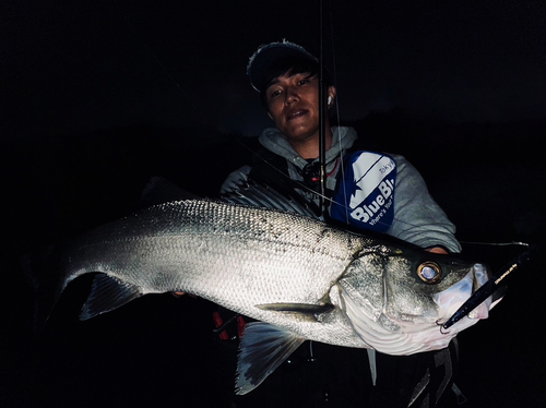 スズキの釣果