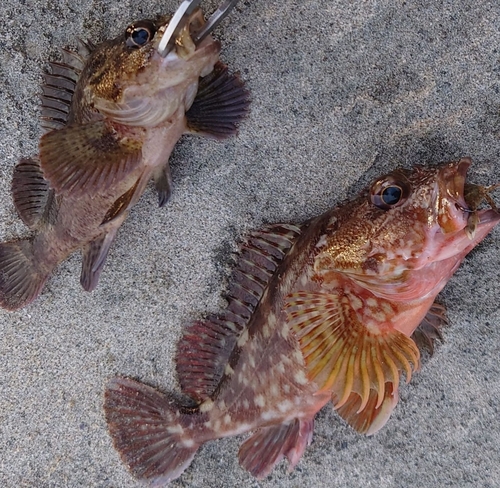 カサゴの釣果