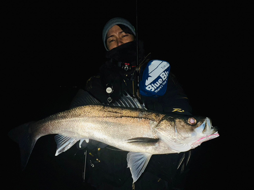 スズキの釣果