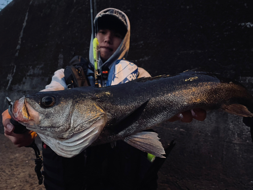 スズキの釣果