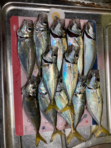 アジの釣果