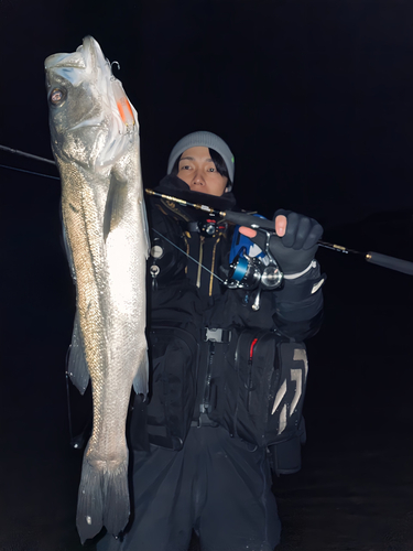 スズキの釣果