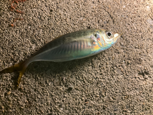 マアジの釣果