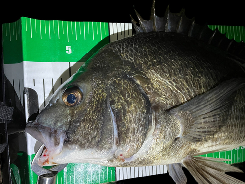 クロダイの釣果