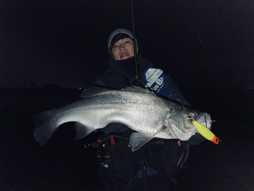 スズキの釣果