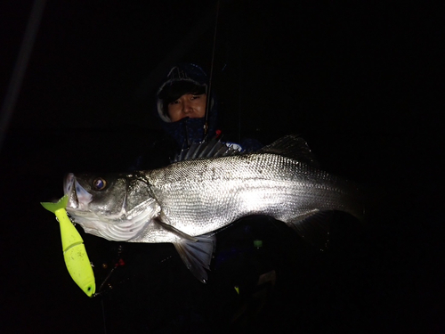 スズキの釣果