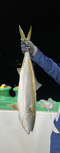 ハマチの釣果