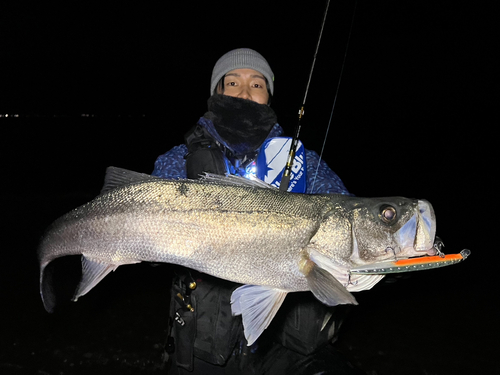 スズキの釣果