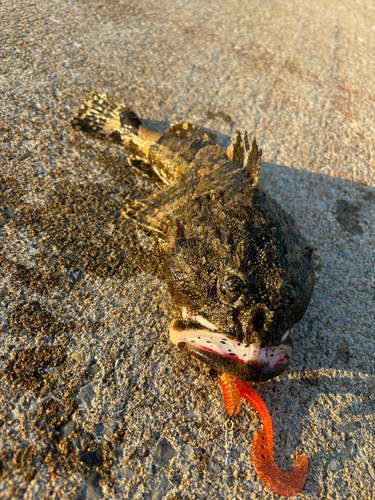 カジカの釣果