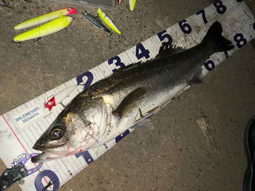 シーバスの釣果