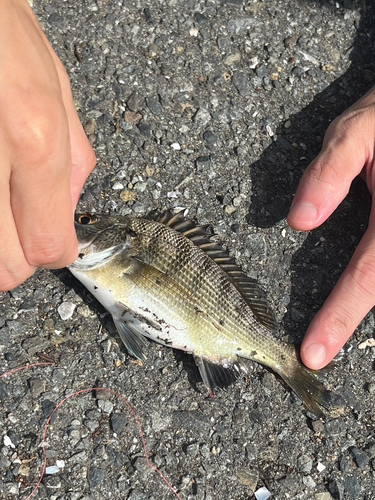 クロダイの釣果