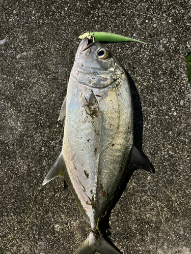 沖縄本島