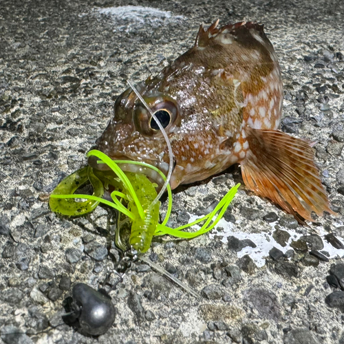 カサゴの釣果