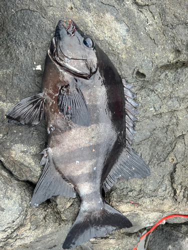 イシダイの釣果