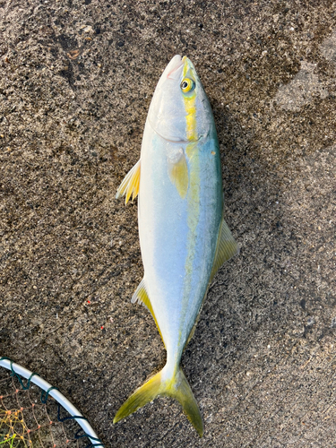 ツバスの釣果