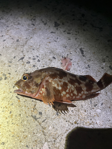 カサゴの釣果