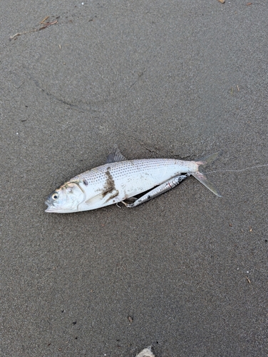 コノシロの釣果