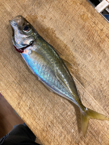 マアジの釣果