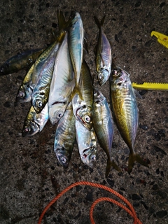 アジの釣果