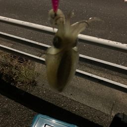 シリヤケイカ