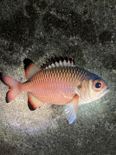 アカマツカサの釣果