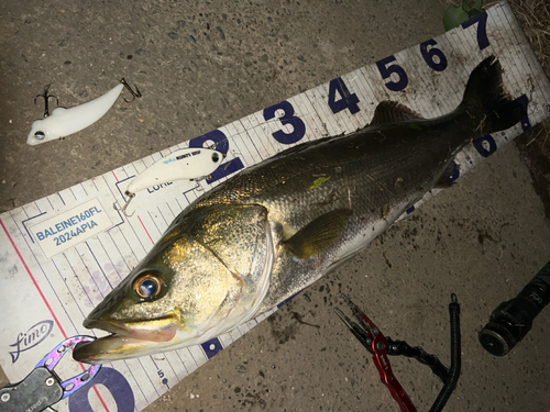 シーバスの釣果