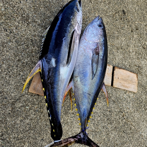 キハダマグロの釣果