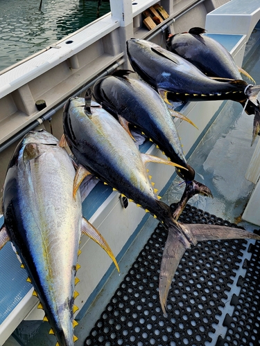 キハダマグロの釣果