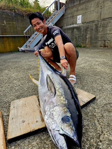 キハダマグロの釣果