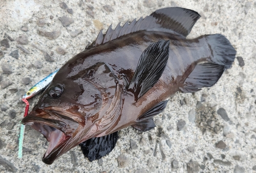 ヤミハタの釣果