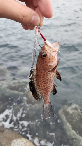 オオモンハタの釣果