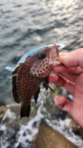 オオモンハタの釣果