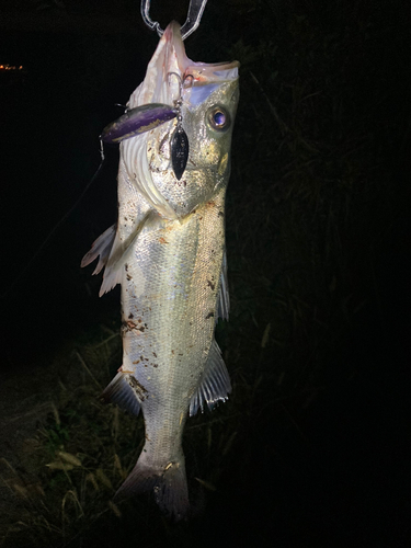 セイゴ（マルスズキ）の釣果