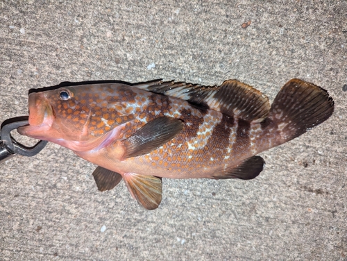 アコウの釣果