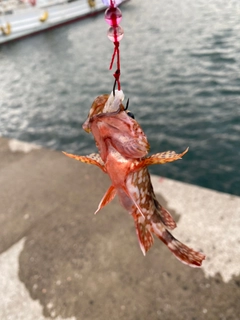 アラカブの釣果