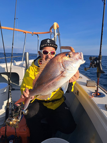 マダイの釣果